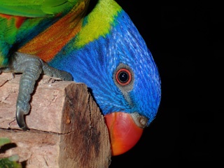 Rainbow lorikeet